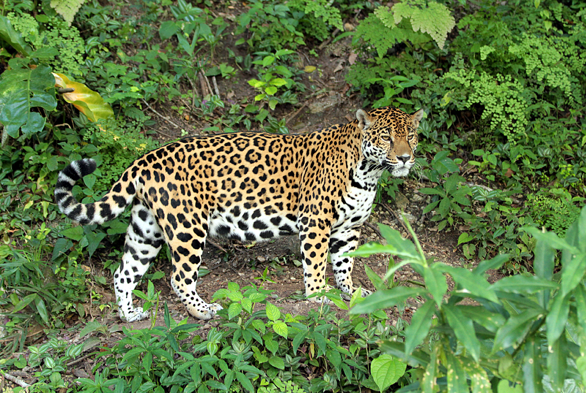 Животный мир мексики. Ягуар в Мексике. Фауна Мексики. Ягуар Колумбия. Дикие животные Мексики.